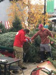 Cutting fresh trees on the Little Man Plaza.